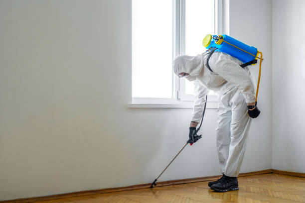 Best Rat Extermination Near Me  in Quartz Hill, CA