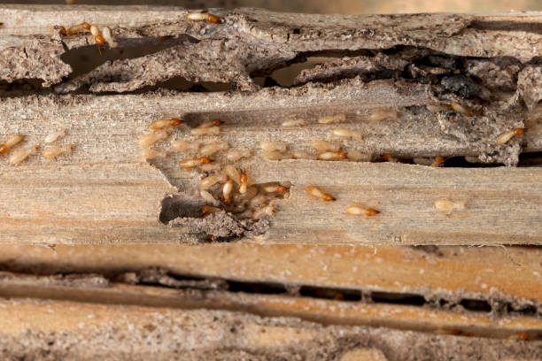 Best Bed Bug Extermination  in Quartz Hill, CA